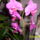 Pink_orchidea_704092_95502_t