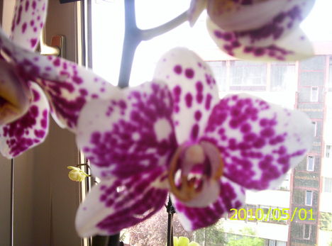 Pöttyös orchidea