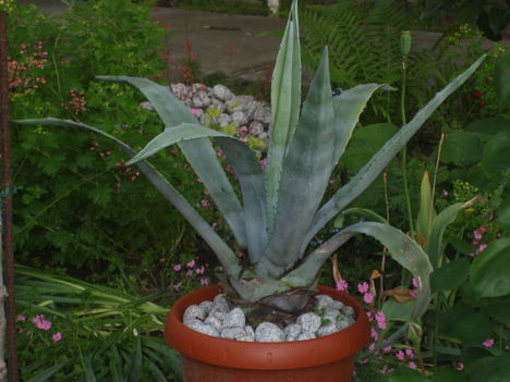 Agave