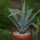 Agave_751271_47141_t