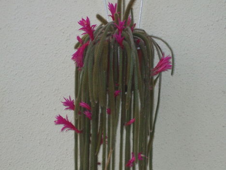 Aporocactus