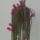 Aporocactus_751273_29959_t