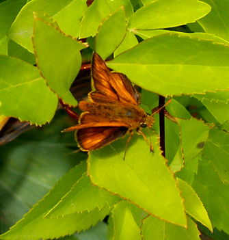 Erdei busalepke - Ochlodes sylvanus