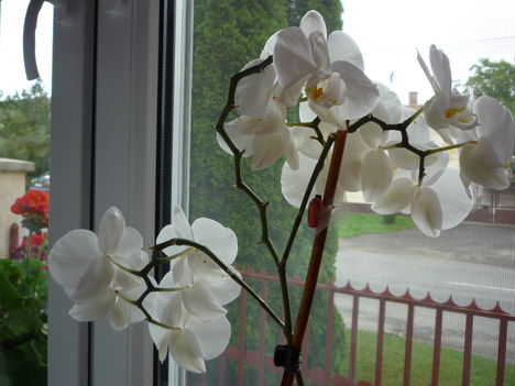 fehér orchidea sárga közepű