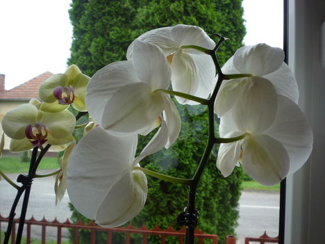 fehér orchidea- sárga közepű -közelről
