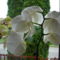 fehér orchidea- sárga közepű -közelről