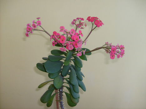 Kaktusz / Euphorbia/