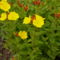 Ligetszépe - Oenothera fruticosa Fireworks