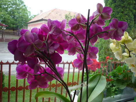 lila csoportos virágú orchidea