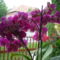 lila csoportos virágú orchidea