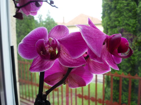 lila orchidea közelről