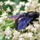 Majus_5_751215_66880_t
