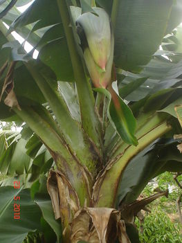 most bújik a banán virága