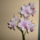 Orchidea_751522_21111_t