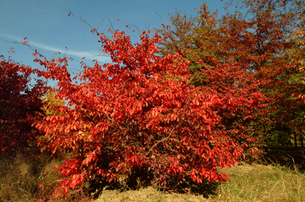 parrotia-persica