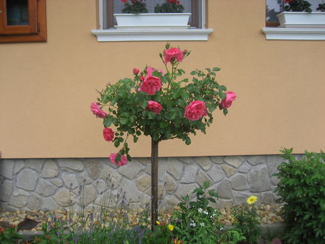 Rózsa eső után  2010