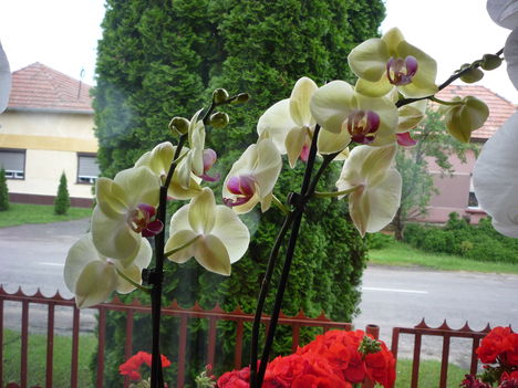 sárga orchidea - bordó közepű