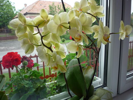 sárga orchidea - sárga közepű