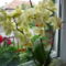 sárga orchidea - sárga közepű