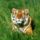 Tigers_14_751582_91552_t