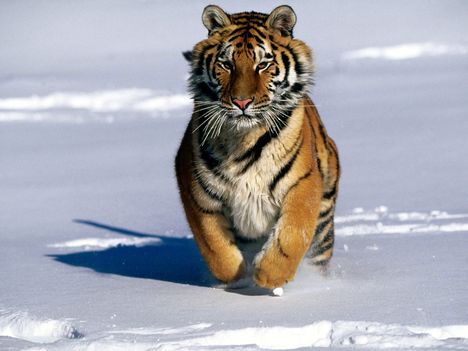 Tigers (5)