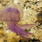 világító meduza 1