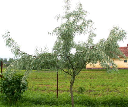 Keskenylevelű ezüstfa - Elaeagnus angustifolia