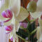 Lepke orchidea