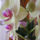 Lepke_orchidea-001_753514_84532_t