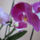 Lepke_orchidea_753529_83258_t