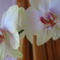 Lepke orchidea - Phalaenopsis