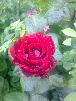 rózsa.eső után..