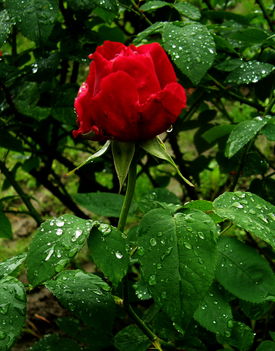 P5300010