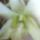 Dendrobium_2_756782_17542_t