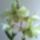 Dendrobium_3_756781_89142_t