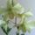 Dendrobium_4_756780_49709_t