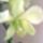 Dendrobium_5_756779_92982_t