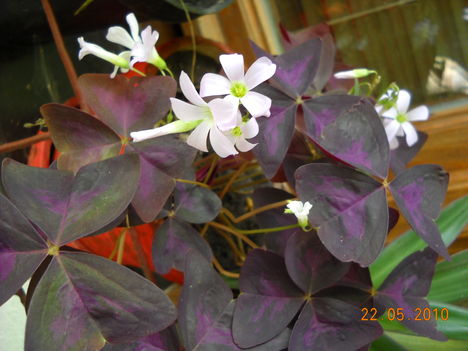 DSCN0824 A 1,,