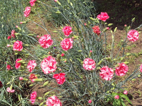 grenadinszegfű 2010