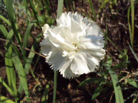 grenadinszegfű 2010