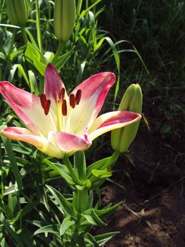liliom{ lollipop} 2010