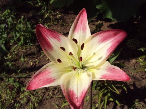 liliom{lollipop} 2010 {2}
