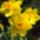 Nyari_narcisz_2010_757480_29741_t