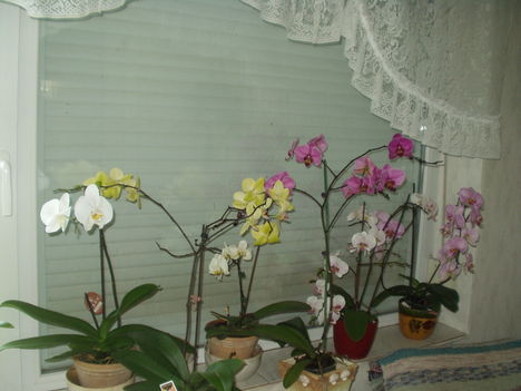 orchideák 10