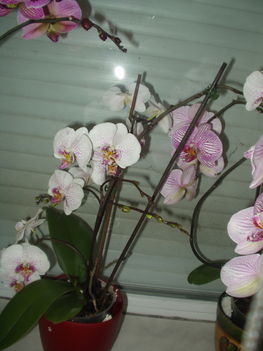 orchideák 13