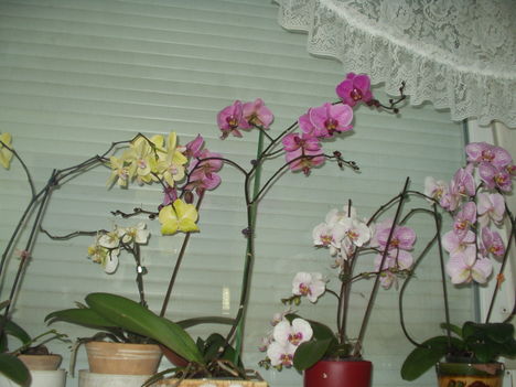 orchideák 15