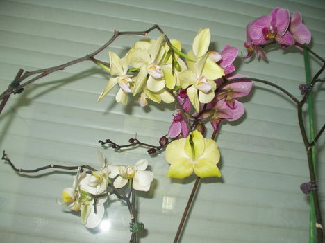 orchideák 16