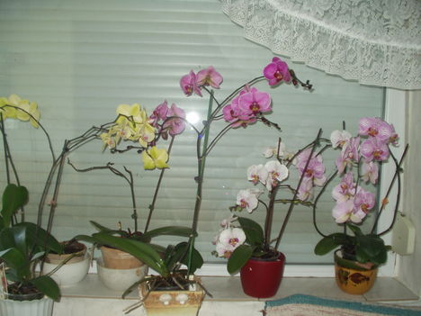 orchideák 9