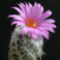 virágzó kaktusz