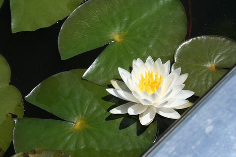 water lotus-tavirózsa